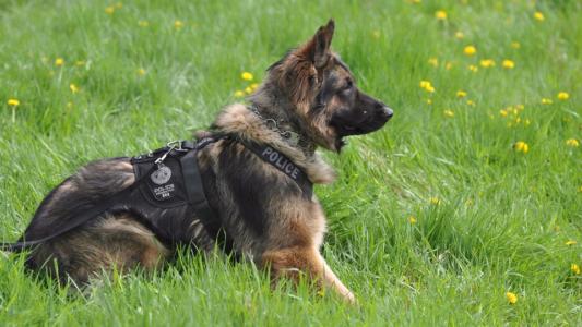 北京公交總隊警犬亮絕活，超聲波控制警犬已申報專利