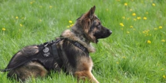北京公交總隊警犬亮絕活，超聲波控制警犬已申報專利