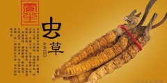 冬蟲夏草產品商標屬于哪一類