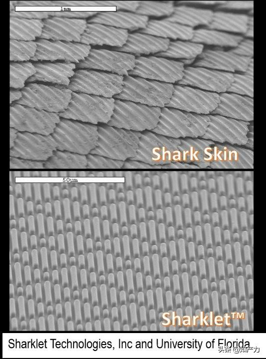 羅永浩剛剛發(fā)布的Sharklet，關(guān)鍵商標(biāo)竟然已經(jīng)被別人注冊了