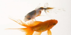 動(dòng)物出售也要注冊(cè)商標(biāo)？動(dòng)物屬于哪類商標(biāo)