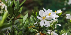“朐陽梔子花”獲批國(guó)家級(jí)商標(biāo)！